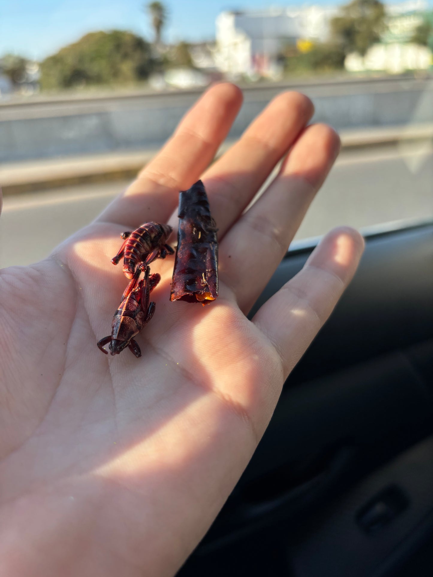 Chapulines